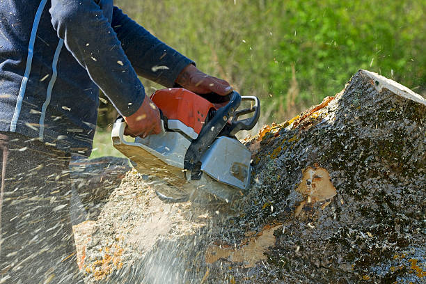 Trusted Eastpoint, FL Tree Services Experts